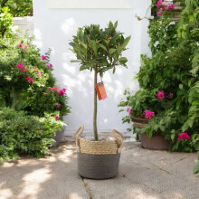 (Basket Two Tone) Bay Tree Standard – 90cm Tall Hardy Evergreen Laurus Nobilis for Pots & Borders