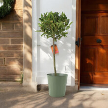 (Metal Green Vertical Line) Bay Tree Standard – 90cm Tall Hardy Evergreen Laurus Nobilis for Pots & Borders