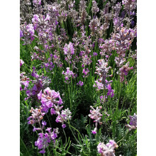 6 LAVENDULA ANG. 'PINK PERFUME' MEDIUM PLUG PLANTS - HARDY PERENNIAL