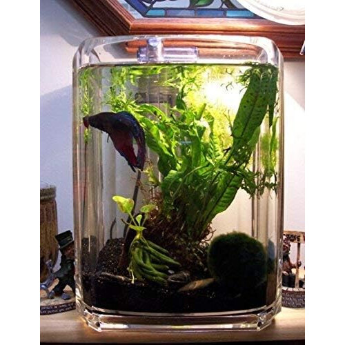 (Java Fern (S)) Anubias, Java Fern, Moss and more! Freshwater Live ...