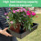 HeavyDuty Extra Thick Seed Starting Trays 5 Pack, Reusable Microgreens Growing Trays 4
