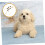 Dog Training Bell for Dogs Long Rope for Tossing Simple Yet Practical Design 2