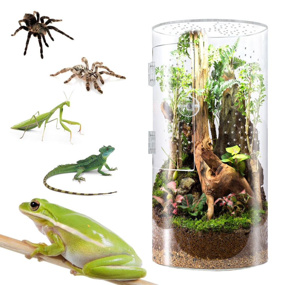 Front Opening Terrarium Jumping Spider Enclosure,Tall Arboreal Tarantula Enclosure (12 6 6inch)