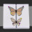 Insect Specimenmaking Tool Kit, Suitable for Insect Lovers' Biology Project Classroom 5