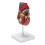 1: 1 Human Heart Model, Anatomically Accurate Heart Model Life Size 4