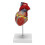 1: 1 Human Heart Model, Anatomically Accurate Heart Model Life Size 2