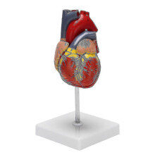 1: 1 Human Heart Model, Anatomically Accurate Heart Model Life Size