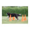 Trixie Trixie Dog Agility Obstacles, set 3 pcs.,orange, yellow 3