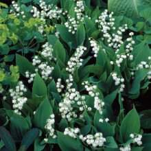 White Flowering Lily of The Valley Convallaria Dormant Bare Root Groundcover Perennial Starter Plant Root, One Plant per Offer
