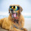 Uv Sunglasses for Large And Medium Dogs 1