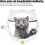 Cat Door, White, 8.4 inches (for Cats), Plastic, Rotating Closure, Suitable for Cats 4