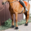 Horse Bell Boots Protect, Double Lock Horse Care Boots, L 4
