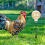 Chicken Toy, Interactive Slow Feed Release Toy for Your Flock 2Pcs 3