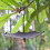 Bird Feeding Tray Tray for Garden 4