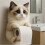 (plush toy) Cat Paper Holder Toilet wall roll paper 1