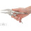 Long Nose Locking Pliers Set (2-Piece) | PLK90303 5