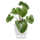 6 Inch Self Watering Plant Pot with Visual Reservoir Grey 4
