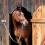 10 Pack Tie Ring for Horse,Block Tie Ring with Screws 7