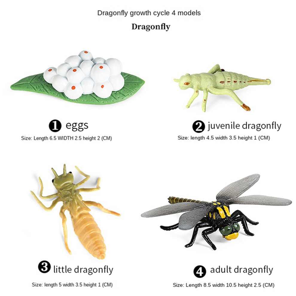 Lebenszyklus-Figuren von Schmetterling, Spinne, Biene, Marienkäfer