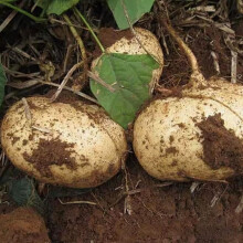 100 Pcs NonGMO Jicama Seeds Heirloom Mexican Yam Bean Mexican Turnip Seeds,for Growing Seeds in The Garden or Home Vegetable Garden