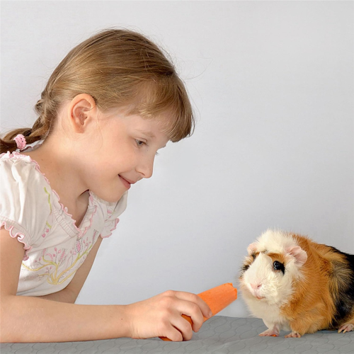 Guinea Pig Cage Liners, Washable Guinea Pig , 2