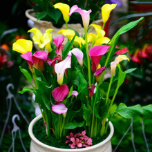 Pasja Calla Lilies Flower Bulbs 3 Bulbs per Pack Attracts Butterflies and Hummingbirds