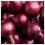 1/4 Lb Red Grano Onion Seeds  Gold Vault 1