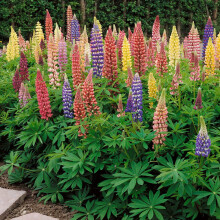 Mixed Russells Lupine Seeds 1 Lb. Perennial, SelfSowing, Cold Hardy Wildflower Seeds for Fall Planting
