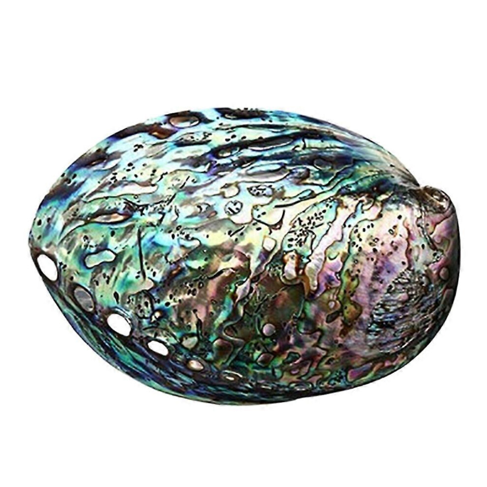 (As show, One size) Natural Abalone Seashell Peeled Conch for Holding Smudge Sticks Crystals Incense Holder Potpourri Home Hotel Decoration