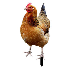 (K) Life-like Double-Sided Printed Acrylic Garden Statue Featuring a Rooster Ornament