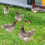 (E) Life-like Double-Sided Printed Acrylic Garden Statue Featuring a Rooster Ornament 4
