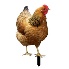 (J) Life-like Double-Sided Printed Acrylic Garden Statue Featuring a Rooster Ornament