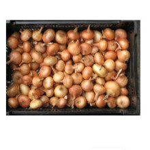 STUTTGARTER GIANT ONION SETS 500 grams