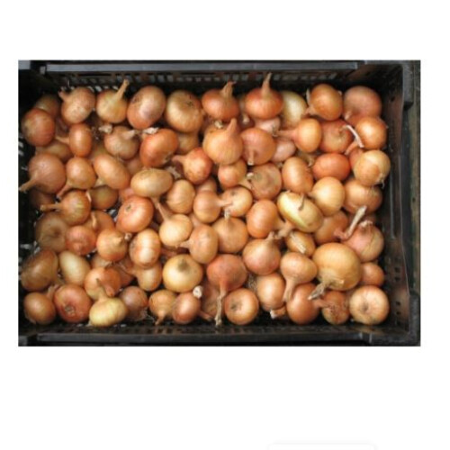STUTTGARTER GIANT ONION SETS 500 grams