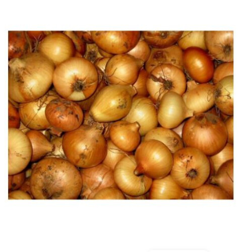 STUTTGARTER GIANT ONION SETS 500 grams 1
