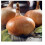 STUTTGARTER GIANT ONION SETS 500 grams 3