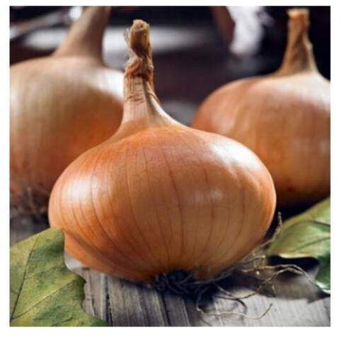 STUTTGARTER GIANT ONION SETS 500 grams 2