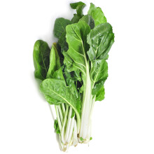 Swiss Chard Seeds  Barese Dark Green Smooth Leaf  1 Lb 24,000 Seeds  Beta vulgaris SSP. cicla
