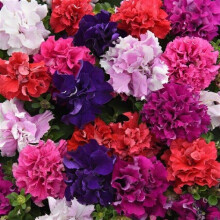 50 Seeds Petunia Seeds Double Cascade Mix Pelleted Petunia eldcy (Seeds)