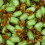 (500g Sweet Pouch) Chocolate Limes 1
