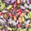 (1kg Sweet Pouch) Chocolate Fruits 1
