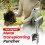 Bulb Planter Tool,Plant and Fruit Tree Seedling Transplanter,Stainless Steel Transplant Tool (2 Pcs) 2