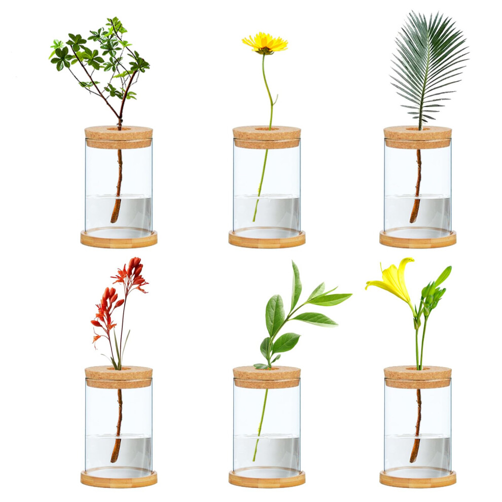6 Pcs Plant Propagation Terrarium Glass Propagation Vase Containers with Cork and Wooden Saucer-image-OPC-PHZ678B-NEW