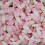 (3kg Bulk Bag) Strawberry Milkshake Bottles 2