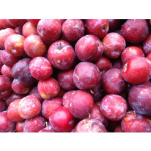 Prunus Victoria Plum Fruit Tree 2-3Yr 6ft Supplied in a 7 Litre Pot