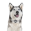 2G Gps Tracker for Dog Locator Waterproof Anti-Lost Device 4