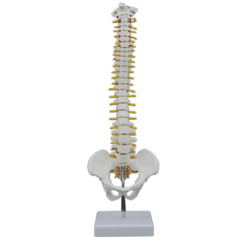 Almencla Modello Colonna Vertebrale Umana 45 Cm Con Bacino E Femore - Colorato Per Studio Medico