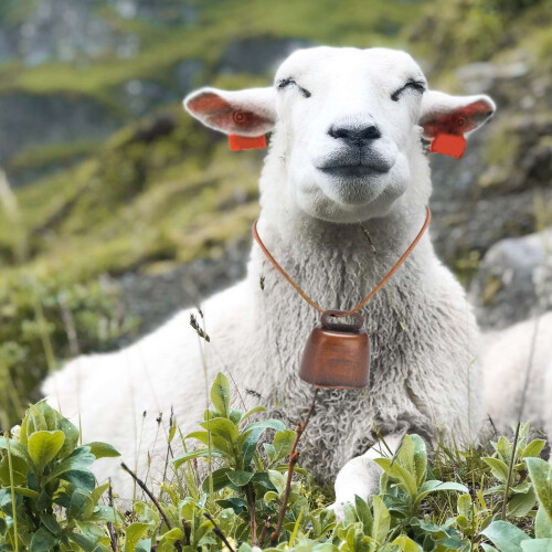 6 pezzi di campanacci per bovini, in rame, per il pascolo di cavalli e pecore, campanacci rumorosi 2