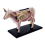 Animal Organ Anatomy Model 4D Cow Intelligence Assembling Toy 1