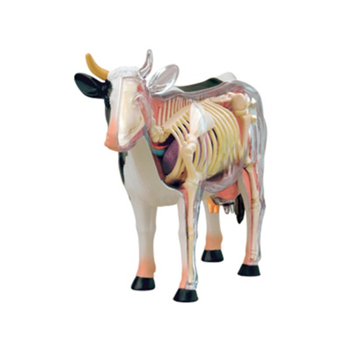 Animal Organ Anatomy Model 4D Cow Intelligence Assembling Toy 1